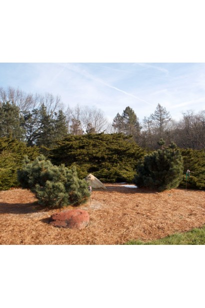 Вид на сосну Blue Shag у природному середовищі або саду, що підкреслює її округлу форму.